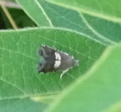 Grapholita interstinctana