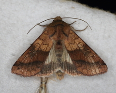 Pyrrhia exprimens