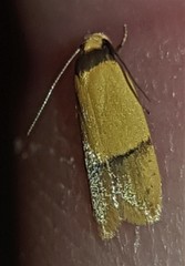 Eulechria hemisphaerica