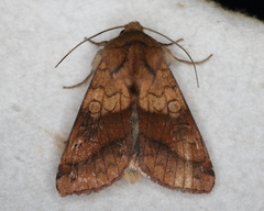 Pyrrhia exprimens
