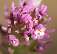 Castilleja exserta exserta
