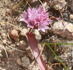 Allium cratericola