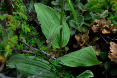 Epipactis helleborine