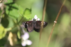 Pholisora mejicanus
