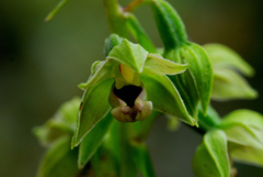Epipactis helleborine