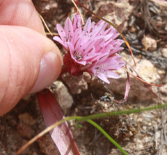 Allium cratericola