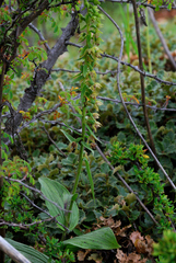 Epipactis helleborine