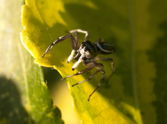 Cosmophasis thalassina