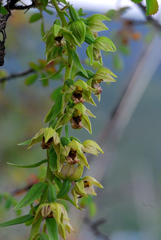 Epipactis helleborine
