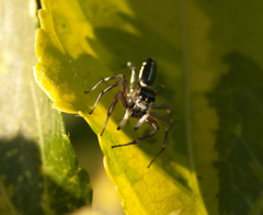 Cosmophasis thalassina