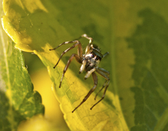Cosmophasis thalassina