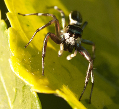 Cosmophasis thalassina