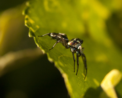 Cosmophasis thalassina