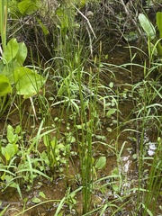 Eleocharis quadrangulata