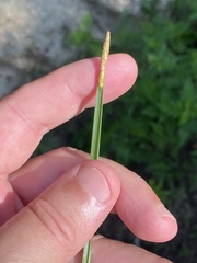 Eleocharis quadrangulata