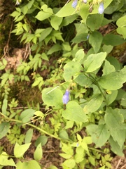 Mertensia paniculata