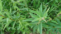 Grapholita interstinctana