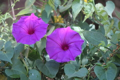 Ipomoea lozanii