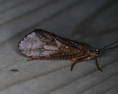 Ptilostomis semifasciata