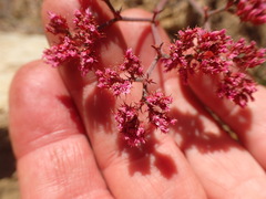 Chorizanthe staticoides