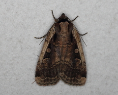 Eueretagrotis sigmoides