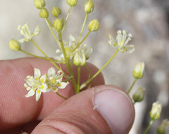 Toxicoscordion micranthum