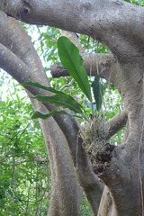 Anthurium schlechtendalii