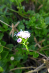 Ageratum maritimum