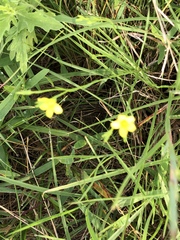 Linum sulcatum