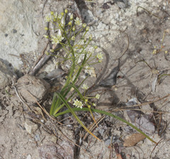 Toxicoscordion micranthum