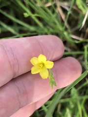 Linum sulcatum