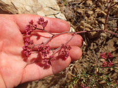 Chorizanthe staticoides