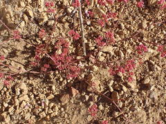 Chorizanthe staticoides