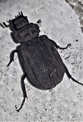 Maechidius