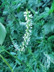 Melilotus albus