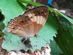Cupha arias