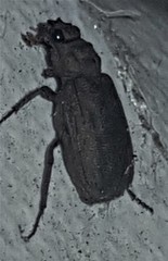 Maechidius