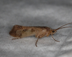 Limnephilus indivisus