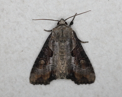 Lateroligia ophiogramma