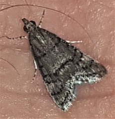 Diplopseustis perieresalis
