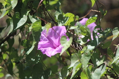 Ipomoea lozanii