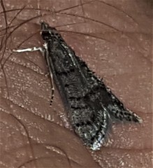 Diplopseustis perieresalis