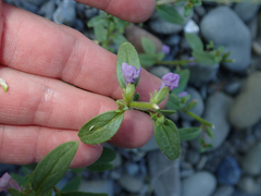 Sairocarpus vexillocalyculatus
