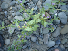 Sairocarpus vexillocalyculatus