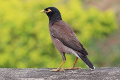 Acridotheres tristis