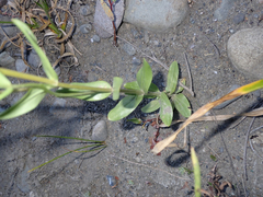 Sairocarpus vexillocalyculatus