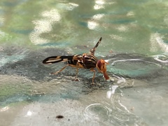 Idana marginata