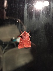 Cerastis tenebrifera