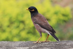 Acridotheres tristis