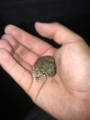 Anaxyrus compactilis